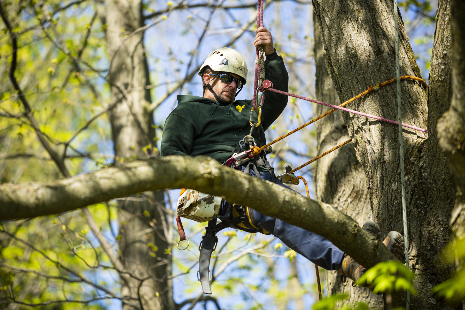 Tree climbing deals